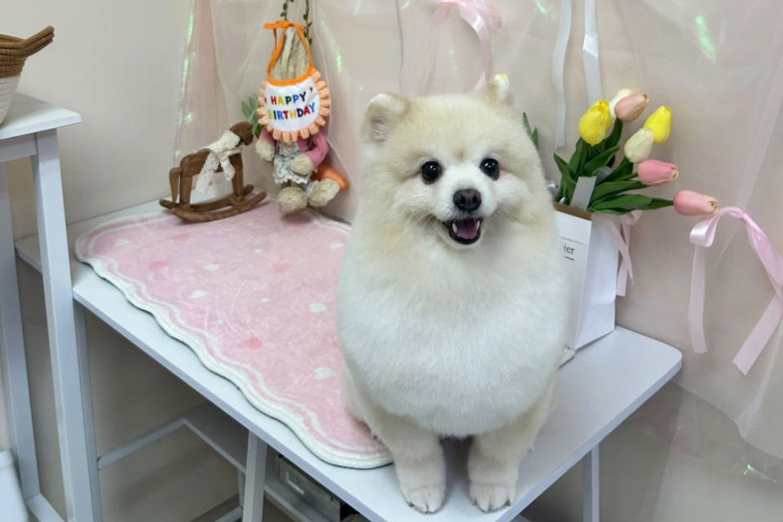 Freshly groomed poodle at Cotton Pet Kindergarten