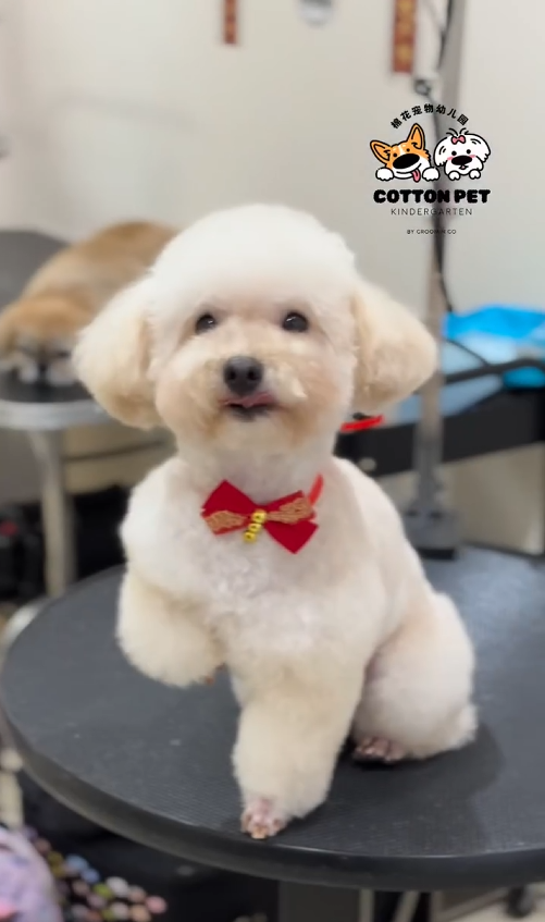 Freshly groomed poodle at Cotton Pet Kindergarten